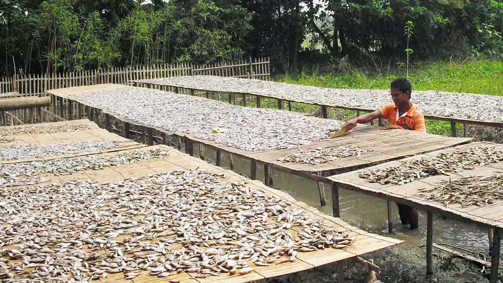 ভালো নেই শুঁটকি শ্রমিকেরা