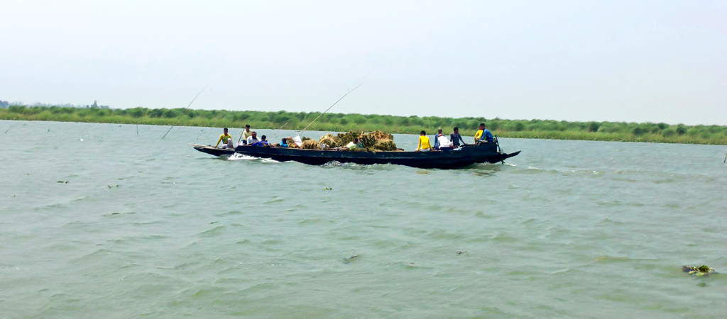 মাঠে মাঠে চলছে বোরোধান কাটার উৎসব। মেঘনা নদীর তীরবর্তী ফসলি জমি থেকে ধান কেটে নৌকায় করে বাড়ি ফিরছেন শ্রমিকেরা। মেঘনা নদী, রায়পুরা, নরসিংদী, ২১ এপ্রিল, ২০২৪। ছবি: হারুনূর রশিদ