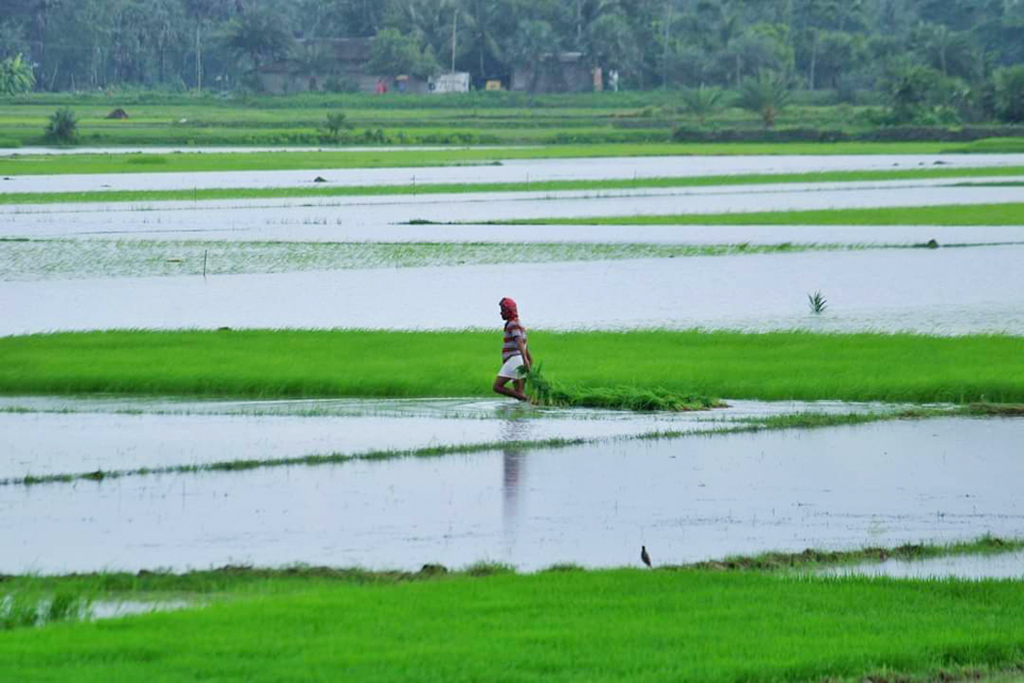 কয়েক দিনের ভারী বৃষ্টিতে তলিয়ে গেছে ধানখেত, বীজতলা। নিজেদের রুটি-রুজির অবলম্বন রক্ষার চেষ্টা করছেন কৃষকেরা। ১৭ সেপ্টেম্বর ২০২৪, মানিকগঞ্জের ঘিওর থেকে তোলা। ছবি: আব্দুর রাজ্জাক