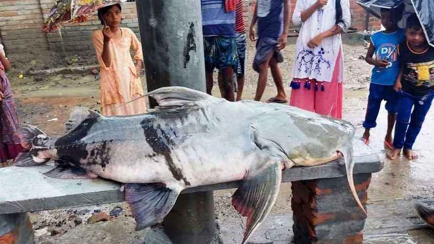 পদ্মায় ধরা পড়ল ৭১ কেজির বাগাড়