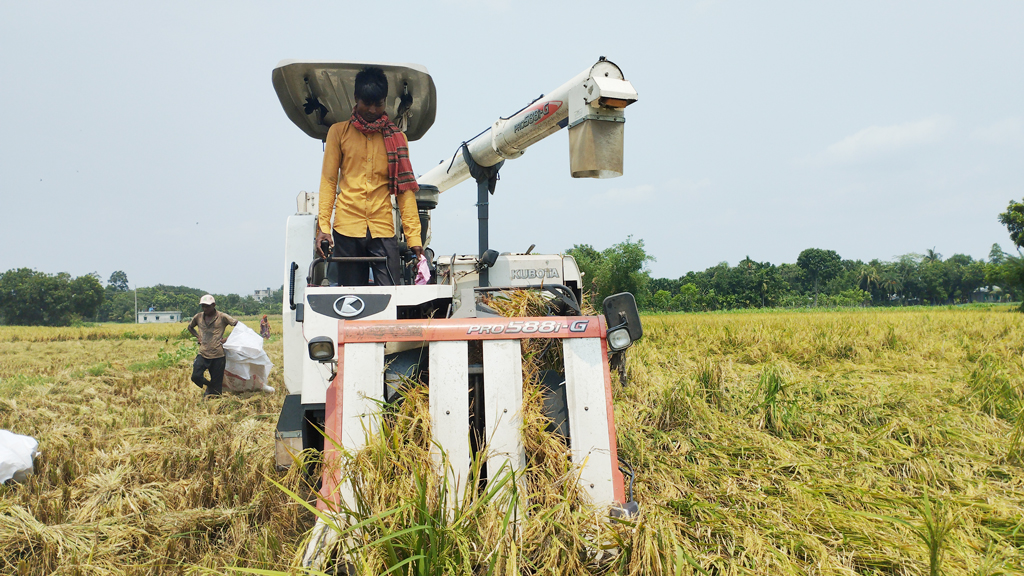 কম্বাইন্ড হারভেস্টর যন্ত্রের সাহায্য সমলয় পদ্ধতিতে ধান কাটা হচ্ছে। চাটমোহর উপজেলার মথুরাপুর ইউনিয়ন ভাদড়া ব্লক থেকে তোলা, পাবনা, ৩ জুন ২০২৪। ছবি: শুভাশীষ ভট্টাচার্য্য তুষার