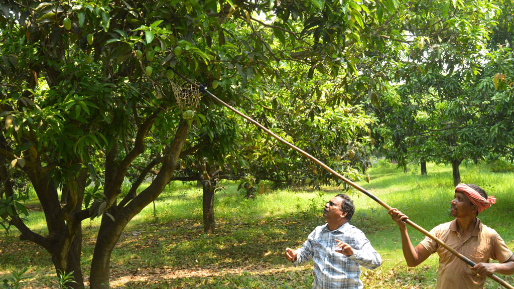 রাজশাহীতে গুটি আম পাড়া শুরু