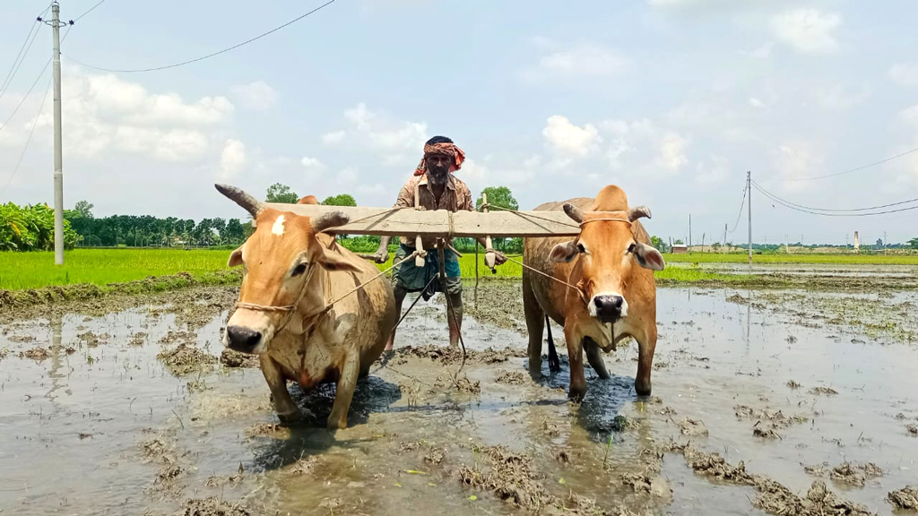 এবার লোডশেডিংয়ের খড়্গ