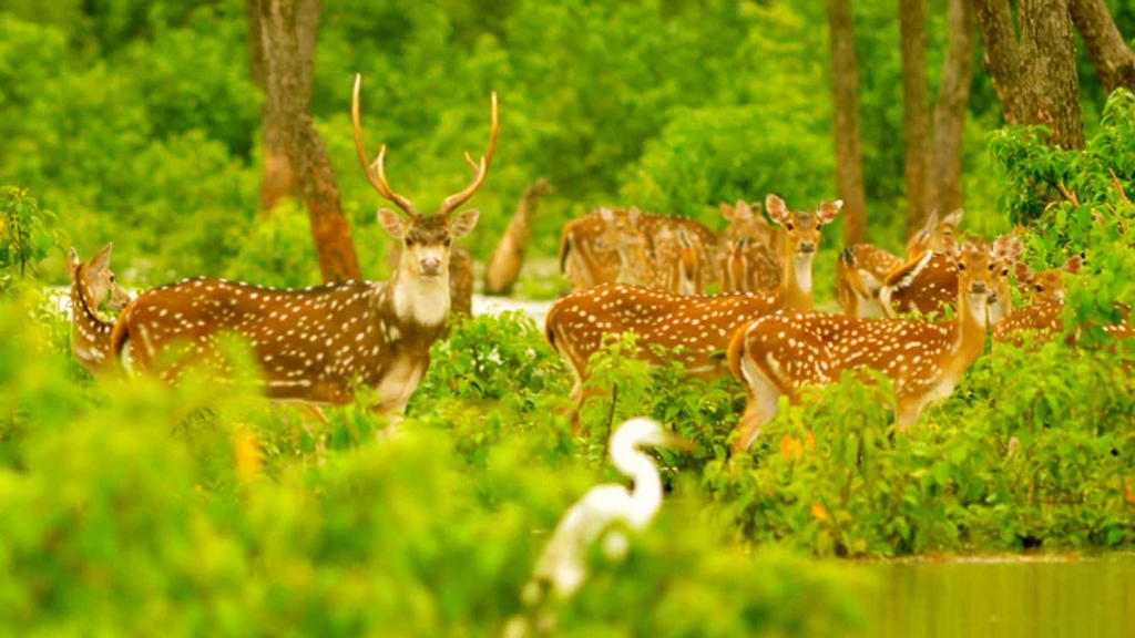 রিমালের ক্ষত: সুন্দরবনে ৪ দিনে ১১৭ প্রাণীর মৃতদেহ উদ্ধার