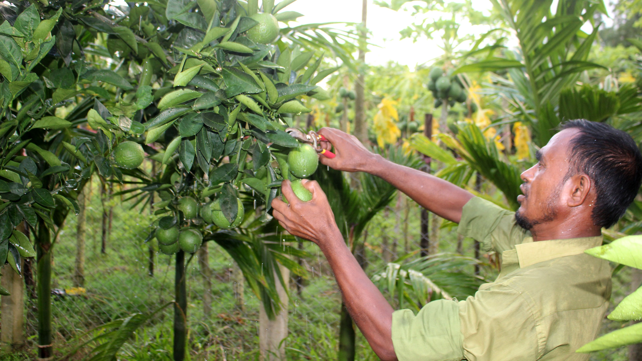 মাল্টা নিয়ে স্বপ্ন ইউনুসের