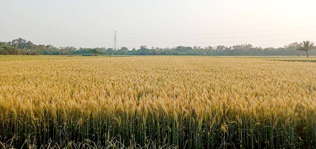 আগাছানাশক ছিটিয়ে স্ত্রীর গমখেত নষ্ট করার অভিযোগ স্বামীর বিরুদ্ধে