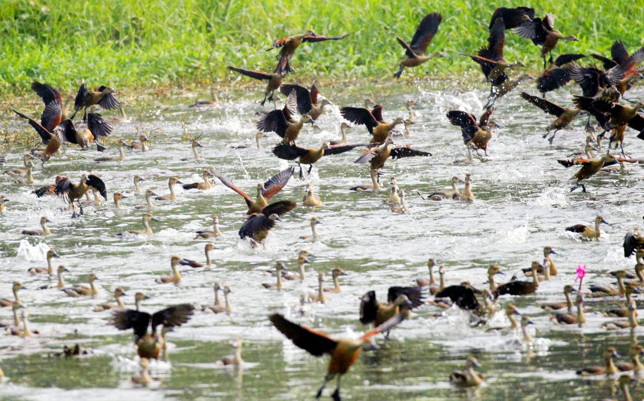 বিলের শাপলার ফাঁকে পাখিদের জলকেলি 