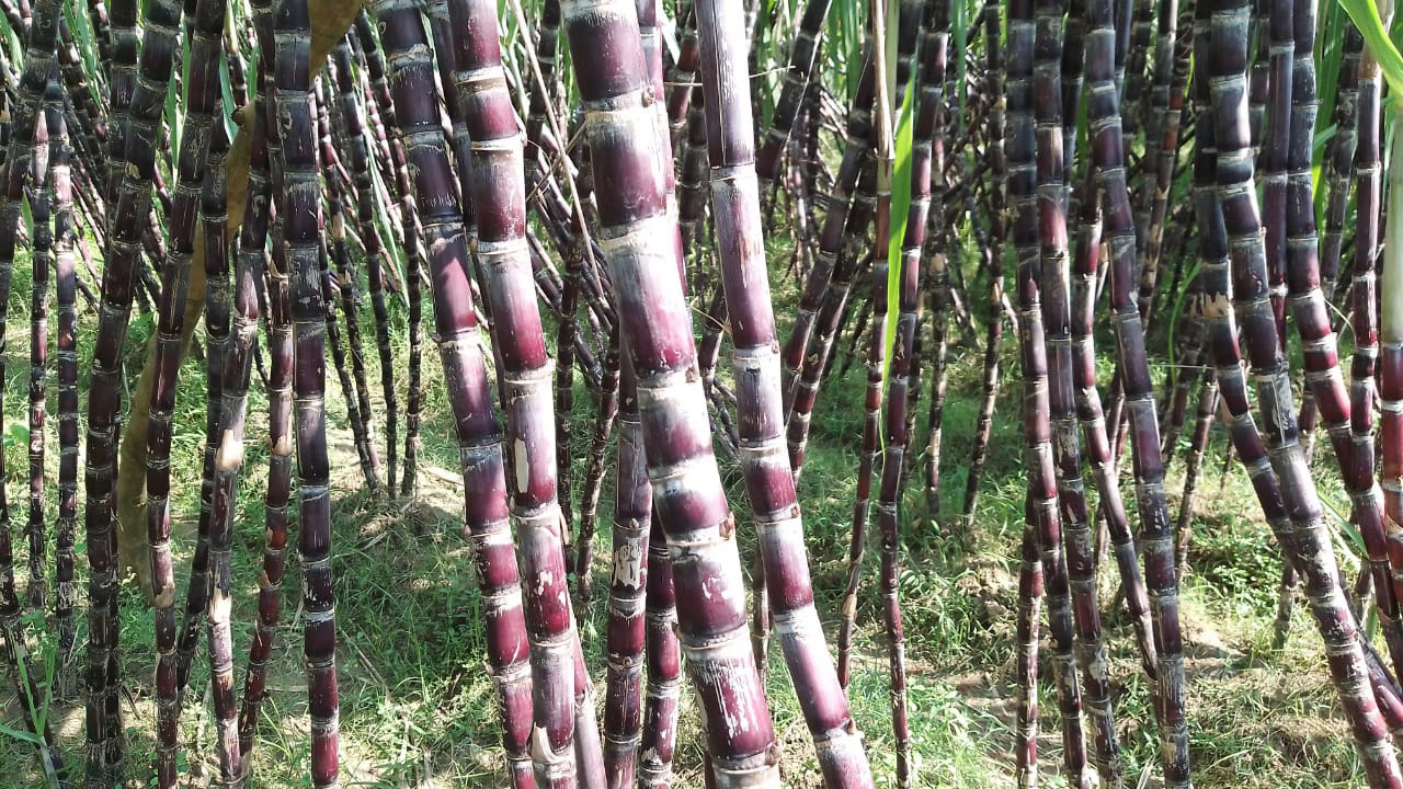 আখ চাষে ঘুরে দাঁড়ালেন ভেড়ামারার তিন যুবক