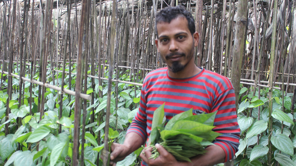 পানের উৎপাদন কম হলেও দামে খুশি চাষি