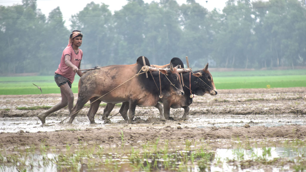 ৬০ বিঘার বেশি কৃষিজমির মালিকানায় নিষেধাজ্ঞা শর্তসাপেক্ষে শিথিল