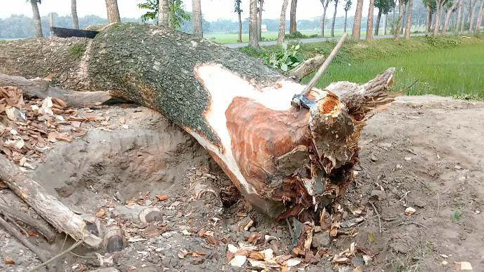 গৌরীপুরে অনুমতি ছাড়া সরকারি গাছ কাটলেন ইউপি সদস্য