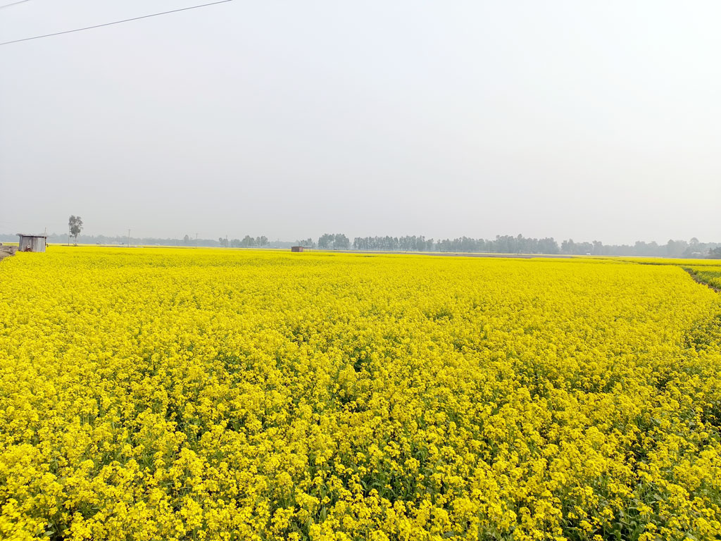 দুই চোখ যেদিকে যায় শুধু হলুদের সমারোহ নজরে পড়ে। মাঠের পর মাঠ জুড়ে ফুটে আছে সরিষা ফুল। নাগরপুর, ২৫ ডিসেম্বর, ২০২২। ছবি: মো. মাসুদ রানা