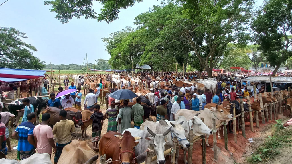 এক লাখ কোটি টাকার কোরবানির অর্থনীতি