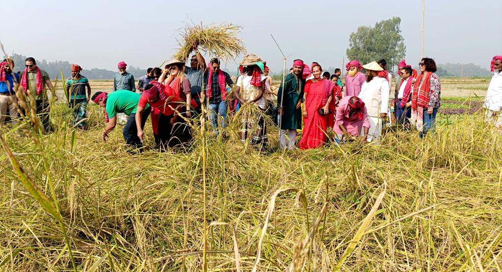হেমন্তের সকালের মিষ্টি রোদ পড়েছে খেতভরা সোনালি ধানে। এর মধ্যে জমকালো নানা আয়োজন ছিল নবান্ন উৎসবে। গ্রাম এবং শহর থেকে আসা অতিথিরা জারি-সারি গানের তালে ও হই হুল্লোড় করে মাঠে ধান কাটেন। গতকাল শুক্রবার সকালে ঘিওর উপজেলার বালিয়াখোড়া ইউনিয়নের কাউটিয়া গ্রামের প্রাকৃতিক কৃষি কেন্দ্র, মানিকগঞ্জ, ১১ নভেম্বর ২০২৩। ছবি: আব্দুর রাজ্জাক