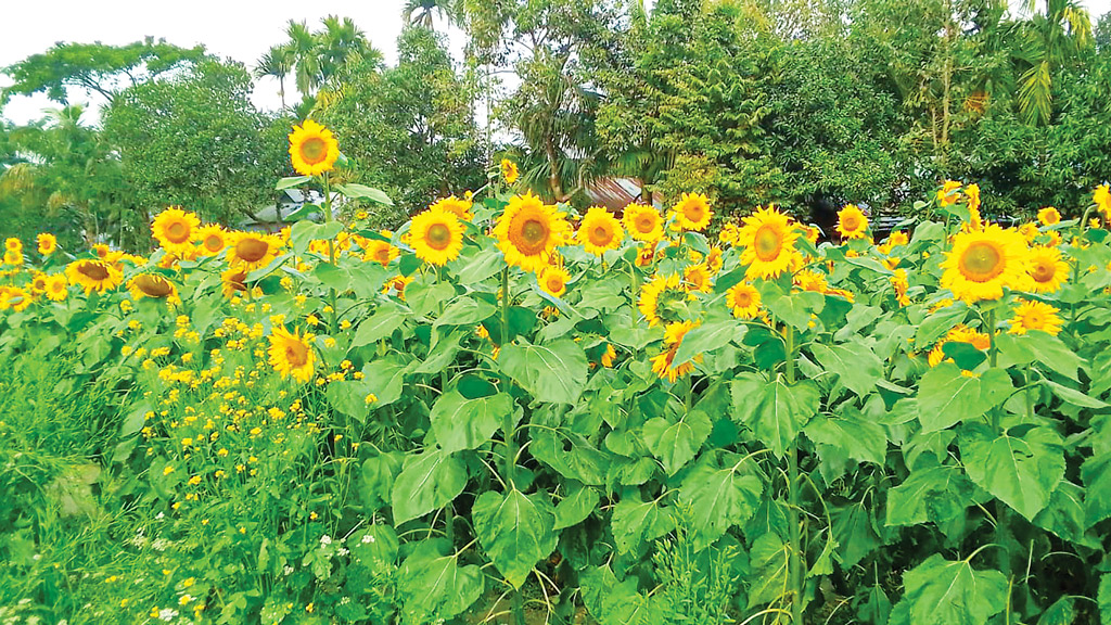 সূর্যমুখী চাষে আয়, পুষ্টির চাহিদা পূরণের আশা