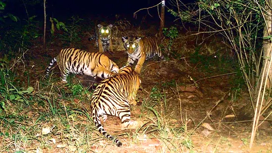 বাঘের ভয়ে দিশেহারা গ্রামবাসী