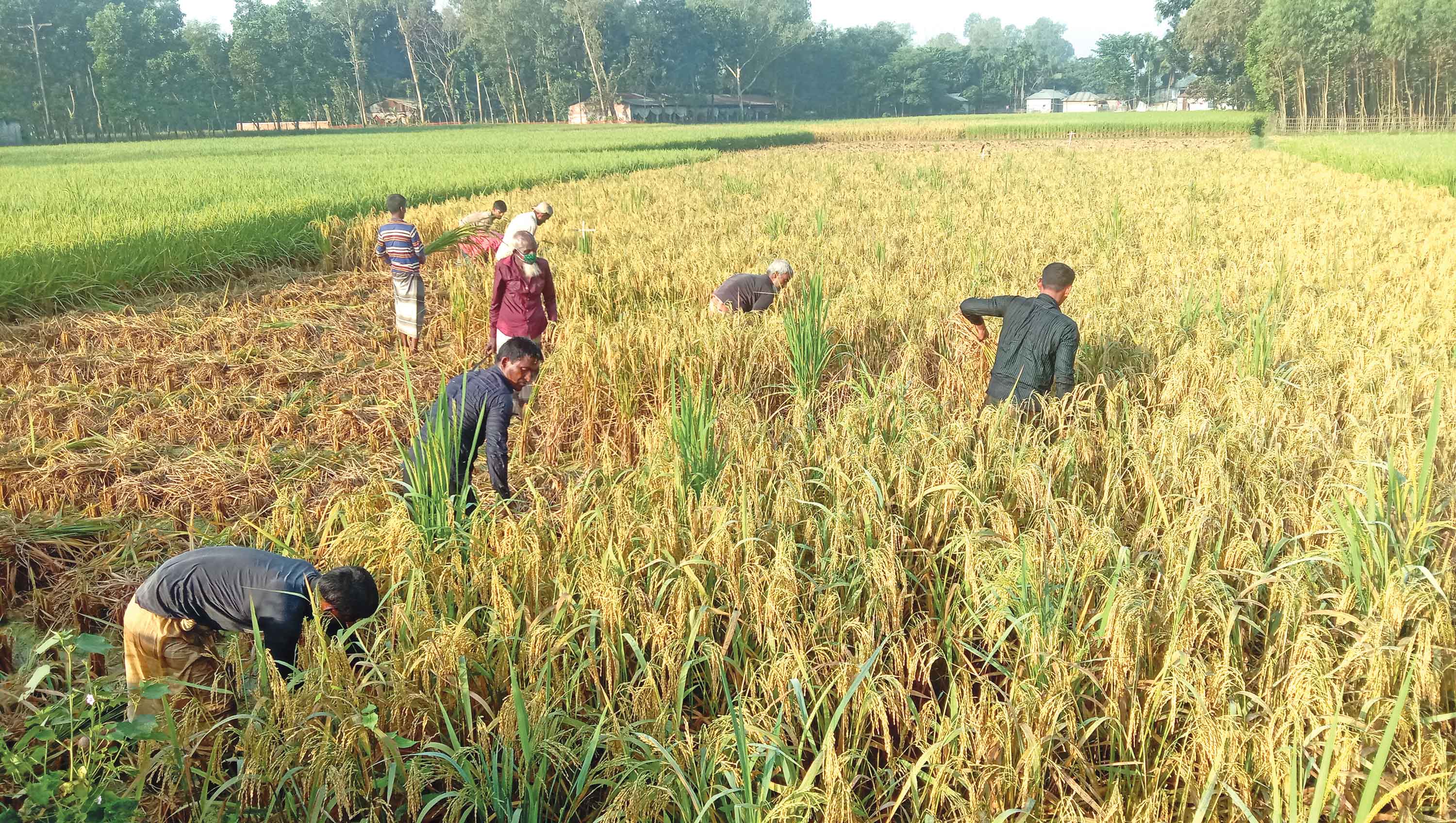 ‘অভাবী ধানে’ হাসির ঝিলিক