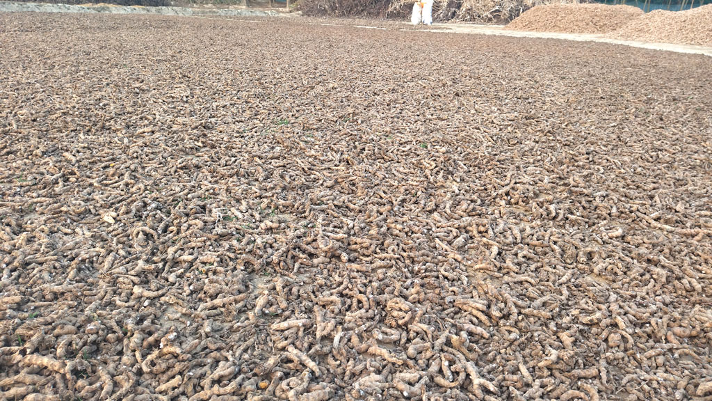দাম কম, হলুদ চাষে আগ্রহ হারাচ্ছেন কৃষক