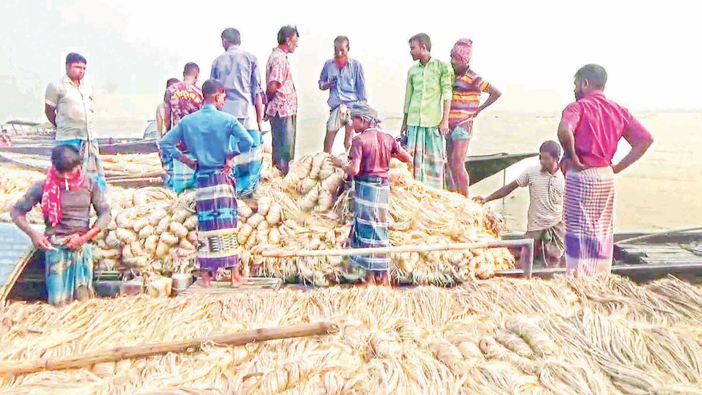 গাইবান্ধায় পাট চাষ: লোকসানে চাষি, লাভে ফড়িয়া
