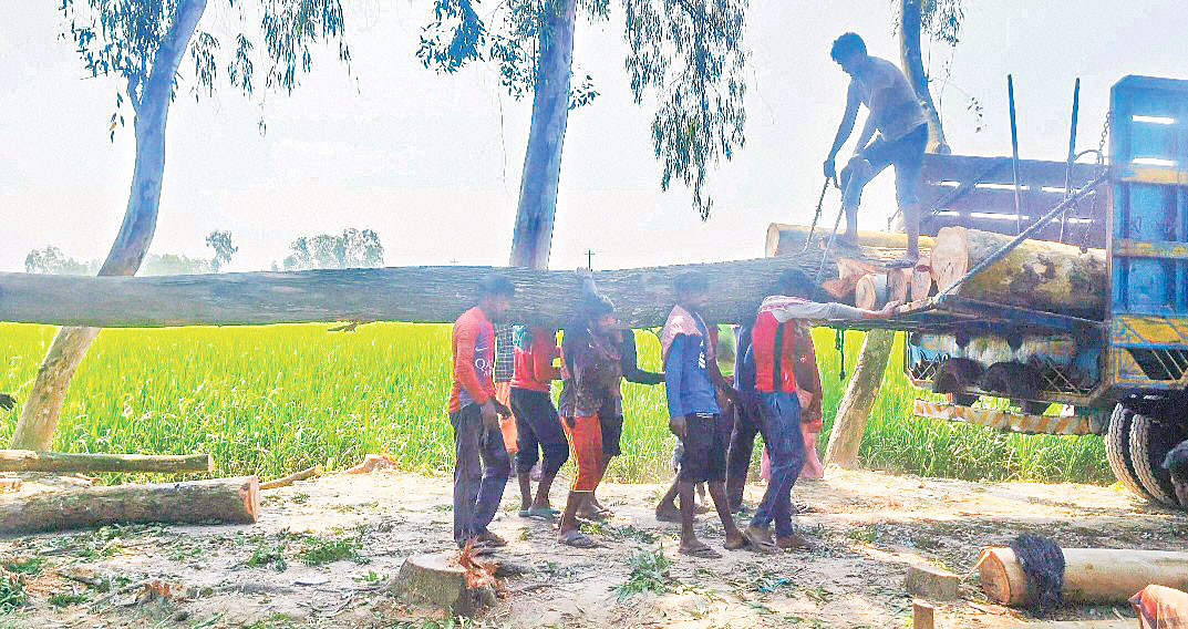 নিষিদ্ধ গাছ বিক্রি টেন্ডার ছাড়াই