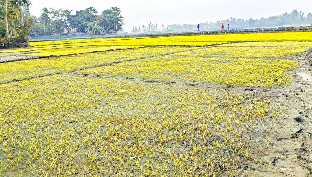 গাইবান্ধা ও নাটোর: শীত-কুয়াশায় নষ্ট হচ্ছে বোরোর বীজতলা