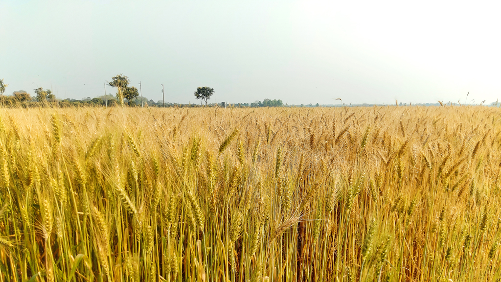 গোমস্তাপুরে এবার গমের বাম্পার ফলনের সম্ভাবনা