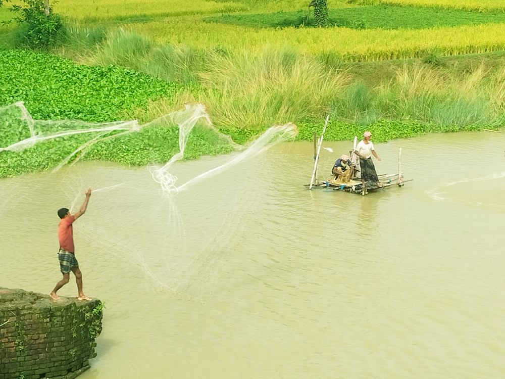 গত দুদিনের বৃষ্টিতে বেড়েছে খাল-বিলের পানি। তাতেই জালে ধরা পড়ছে নানা জাতের মাছ। জাল ফেলে মাছ ধরতে দেখা যাচ্ছে মাছশিকারিদের। নিয়ামতপুর উপজেলার কালামারা বিল এলাকা থেকে তোলা, নওগাঁ, ২৮ সেপ্টেম্বর ২০২৪। ছবি: মো. সিরাজুল ইসলাম