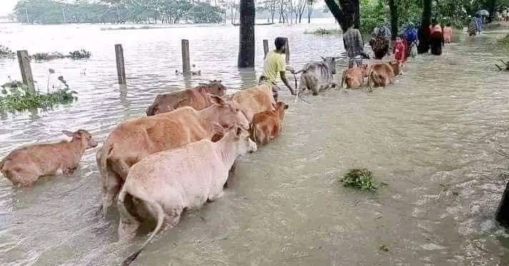 বৃষ্টিতে পাটকেলঘাটার অধিকাংশ এলাকা পানিতে তলিয়ে গেছে। স্থায়ী জলাবদ্ধতায় রূপ নিয়েছে বিভিন্ন এলাকা। মানুষজন গরু-ছাগল নিয়ে বাড়ি ছেড়ে নিরাপদ আশ্রয়ে যাচ্ছেন। পাটকেলঘাটা থানার খলিষখালীর হরিণ খোলা থেকে তোলা, সাতক্ষীরা, ৩০ সেপ্টেম্বর ২০২৪। ছবি: মুজিবুর রহমান