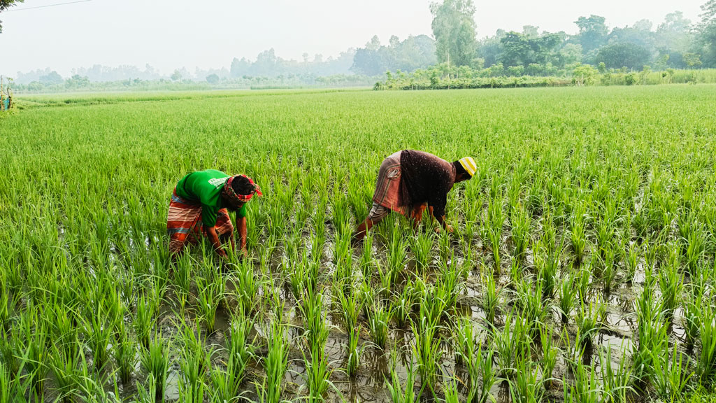 টানা বর্ষণে স্বস্তি ফিরেছে আমনচাষিদের