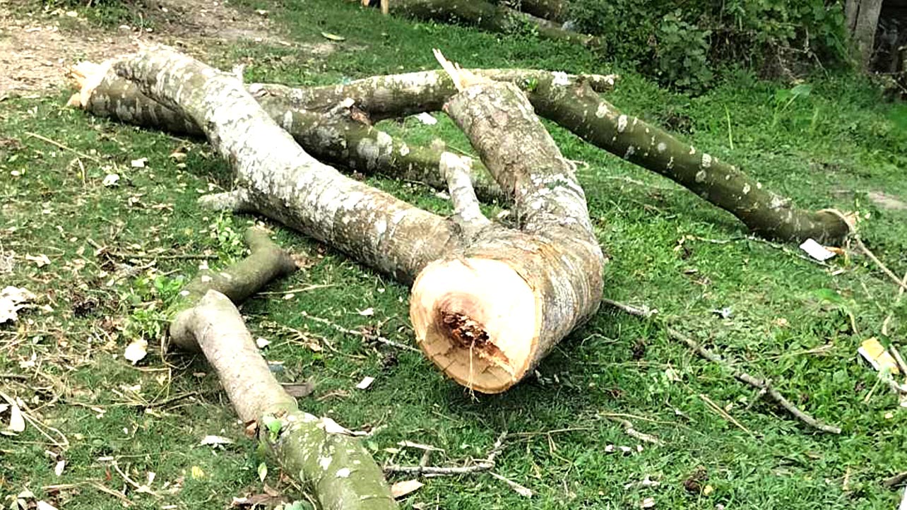 আমতলীতে মরা গাছ কাটার অনুমতি এনে জীবিত গাছ কর্তন