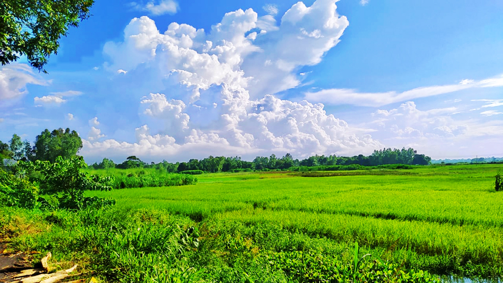বহুদূর বিস্তৃত ফসলের খেত। তারপর গাছপালার সারি। আর শরতের নীল আকাশজুড়ে নানা আকৃতি নিয়ে ভেসে আছে সাদা মেঘ। সব মিলিয়ে তৈরি হয়েছে মনোমুগ্ধকর এক দৃশ্যের। ঘিওর উপজেলার বালিয়াখোড়া ইউনিয়নের বাষ্টিয়া এলাকা, মানিকগঞ্জ, ২৬ আগস্ট । ছবি: আব্দুর রাজ্জাক