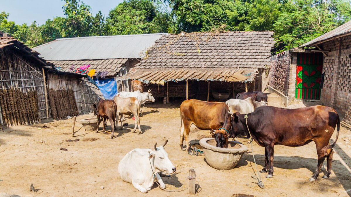 রাজশাহীতে ডায়রিয়ায় মারা যাচ্ছে গরু-ছাগল