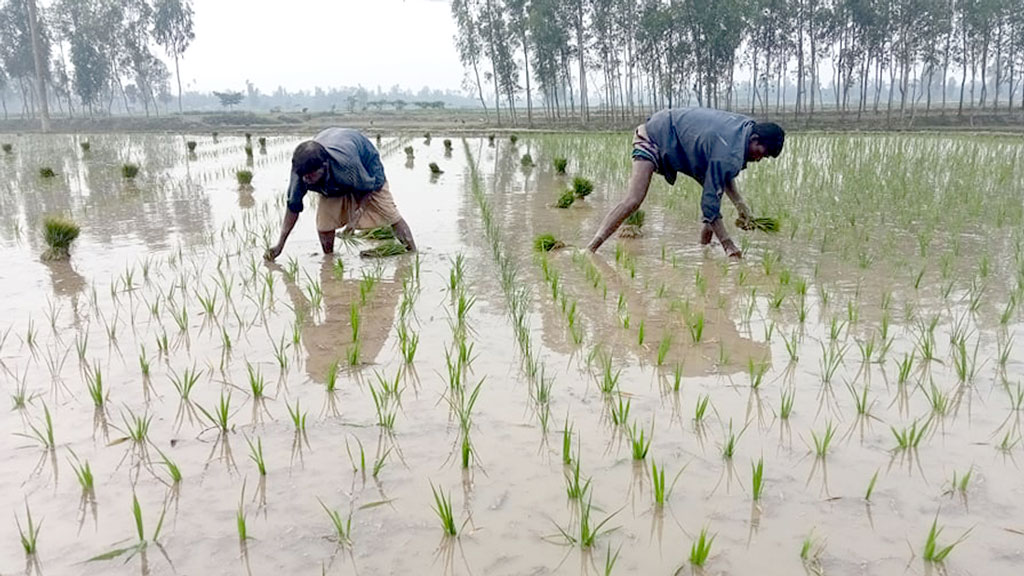 হাড়কাঁপানো শীতেও বসে নেই গাইবান্ধার কৃষকেরা