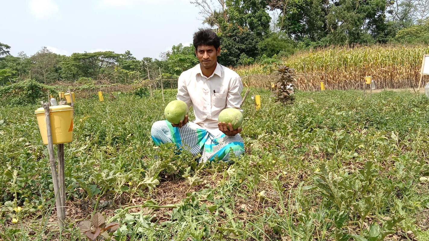 মতলব উত্তরে ছত্রাক ও ব্যাকটেরিয়ায় নষ্ট হচ্ছে খেতের তরমুজ