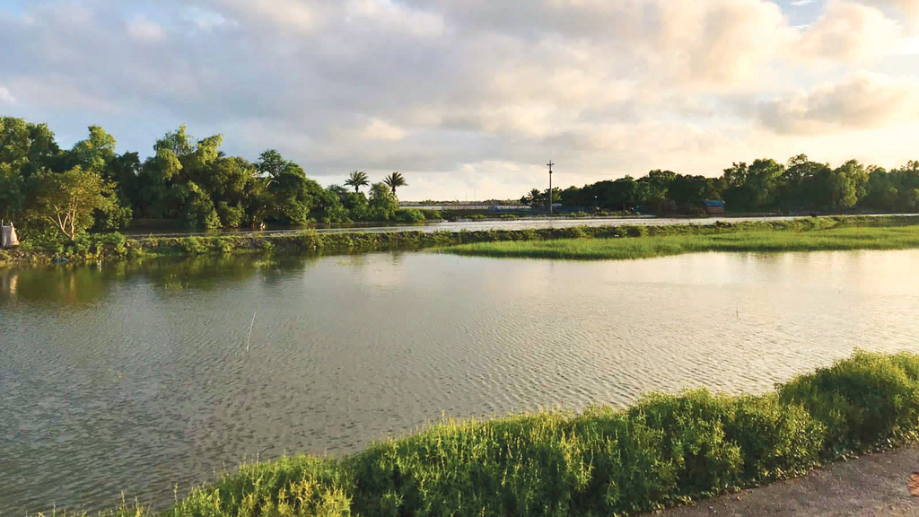 সবুজের লীলাভূমি পাঁচপাড়া