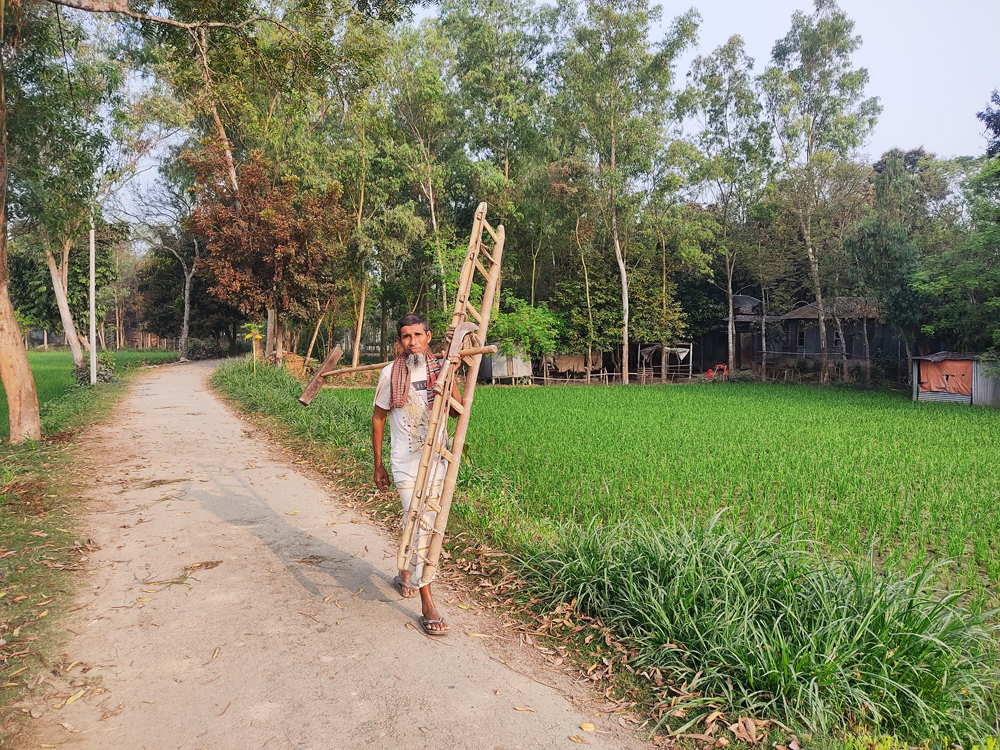 ধান খেতে মই দেওয়ার জন্য কৃষি সরঞ্জাম নিয়ে বের হয়েছেন এক কৃষক। উপজেলার কর্ণসূতি এলাকা, কামারখন্দ, সিরাজগঞ্জ, ১৫ মার্চ ২০২৪। ছবি: আব্দুল্লাহ আল মারুফ