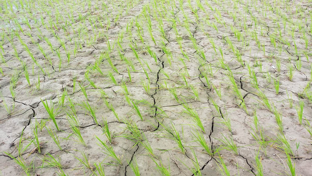  ‘বর্ষায় পানির জন্য এমন হাহাকার জীবনে দেখিনি’