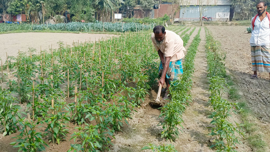 চলতি মৌসুমে কাঁচা মরিচের ফলন ও দামে খুশি চাষিরা। কৃষক মোমতাজ উদ্দিন নানান প্রকারের সবজি চাষ করে সফল চাষি। চাষ করা মরিচের খেত পরিচর্যায় নিড়ানি দিচ্ছেন তিনি। রায়পুরা উপজেলার অলিপুরা গ্রাম, নরসিংদী, ১৭ ফেব্রুয়ারি ২০২৪। ছবি: হারুনূর রশিদ