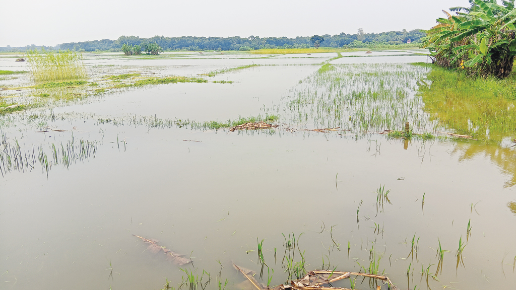 খাল দখল কোম্পানির চার মাঠে জলাবদ্ধতা