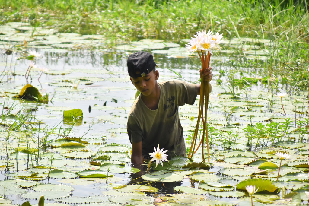 বরেন্দ্র অঞ্চলের খাল-বিল পানিতে টইটম্বুর। ধানি জমি থেকে এখনো নামেনি পানি। ধানি জমির পাশের জলাশয়ে ফুটেছে শাপলা ফুল। সেই ফুল তুলছে এক শিশু। পবা উপজেলার দর্শন পাড়া ইউনিয়ন নোনাটেকর বটতলার মোড়, রাজশাহী, ১৮ সেপ্টেম্বর ২০২৪। ছবি: মিলন শেখ