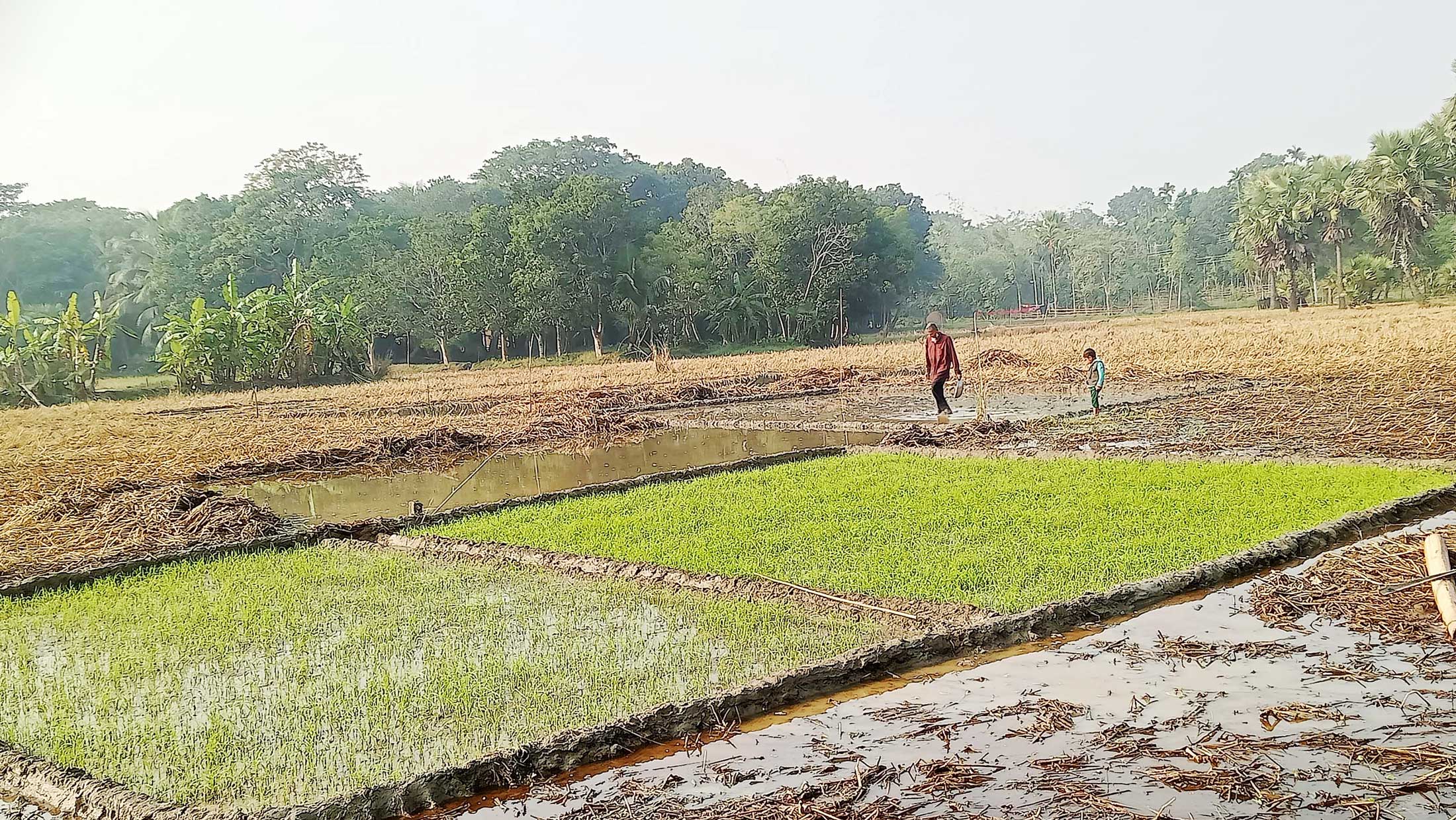 শিগগিরই প্রণোদনার ব্যবস্থা করার আশ্বাস