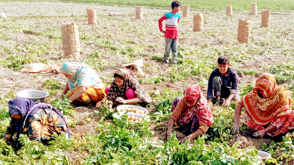 আগাম আলু তোলায় ব্যস্ততা দামে হতাশ কৃষকেরা