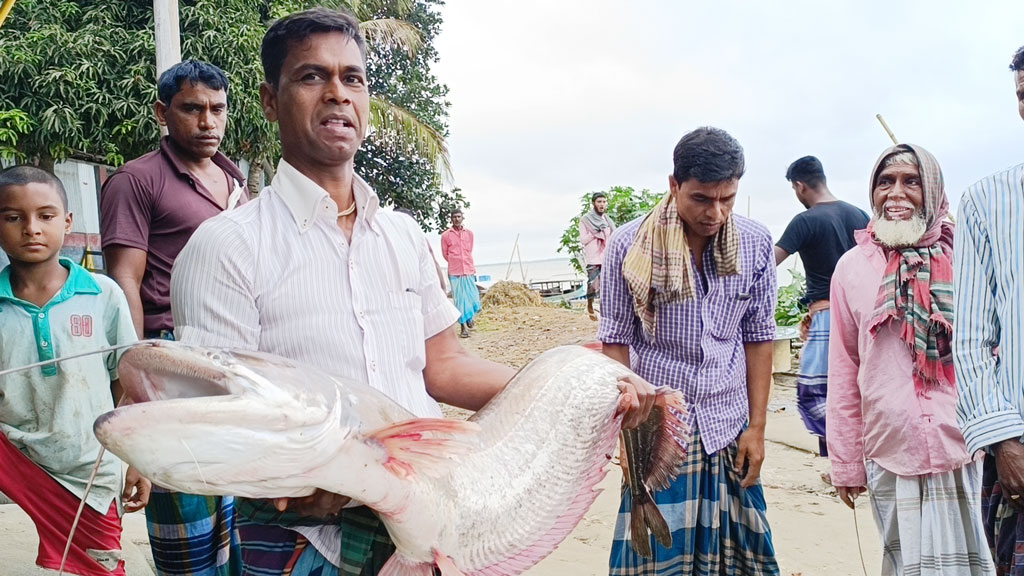 পদ্মায় ধরা পড়ল সাড়ে ১২ কেজির বোয়াল, ১৩ হাজার টাকায় বিক্রি