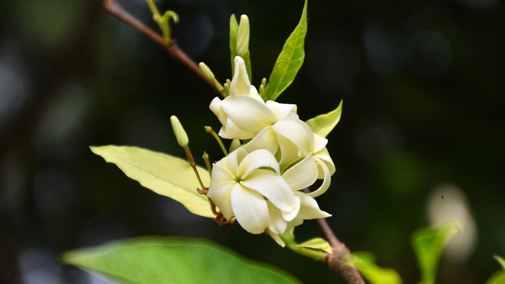 কামিনী ফুলের গন্ধে ম ম করছে বাগান। রাজশাহী বিশ্ববিদ্যালয় এলাকা থেকে তোলা, রাজশাহী, ১৬ মে ২০২৪। ছবি: মিলন শেখ
