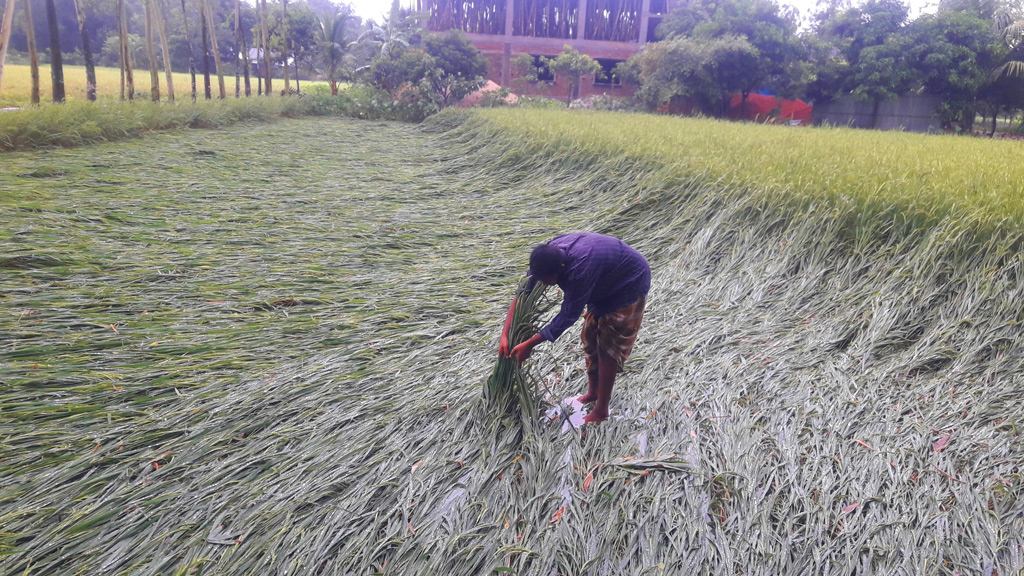 আধাপাকা ধানগাছ নুয়ে গেছে জমিতে