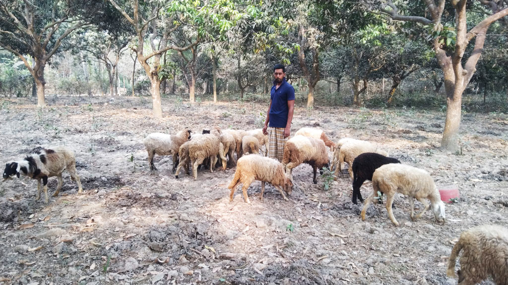 চাকরি হারানোর পর গাড়ল পালন করে বেকারত্ব ঘোচানোর চেষ্টা করছেন রাজু নামের এই ব্যক্তি। পাটকেলঘাটার জুজখোলা গ্রাম, সাতক্ষীরা, ২৯ ফেব্রুয়ারি। ছবি: মুজিবুর রহমান।