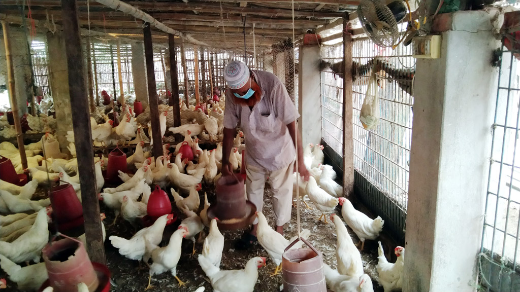 রানীক্ষেতে মরছে মুরগি