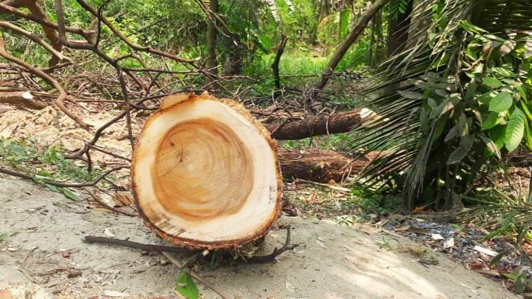 কালীগঞ্জে রাস্তা থেকে লক্ষাধিক টাকার সরকারি গাছ কাটার অভিযোগ