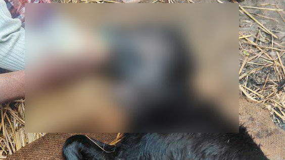 শিবগঞ্জে ২ মাথাবিশিষ্ট বাছুরের জন্ম