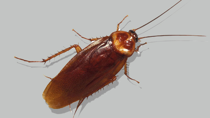 রান্নাঘর থেকে তেলাপোকা তাড়াতে